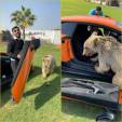Медведь арабского шейха оторвал дверь его Lamborghini