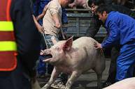 200-Килограммовая свинья стала причиной затора на дороге