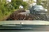 Таиландец снял видео, как застрял в пути из-за тысяч бегущих навстречу птиц