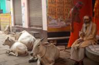 В индии воруют священных коров, запихивая на заднее сиденье легковушек