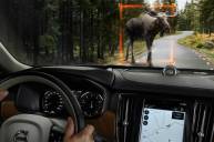 Volvo оснастят системой распознавания крупных животных