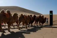 В китае установили светофор, регулирующий движение верблюдов
