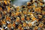 Миллионы пчел атаковали водителей после дтп