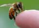 Атака пчел-убийц привела к автокатастрофе