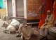 В индии воруют священных коров, запихивая на заднее сиденье легковушек