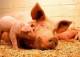 Свиной жир заменит дизельное топливо