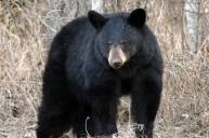 Канадских автомобилистов убило сбитым на дороге медведем