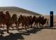 В китае установили светофор, регулирующий движение верблюдов